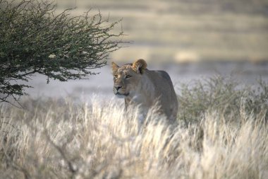 Güzel Afrika aslanı vahşi doğada