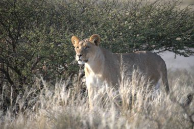 Savanadaki bir aslanın güzel bir resmi.