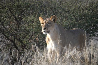 Savannah dişi aslan