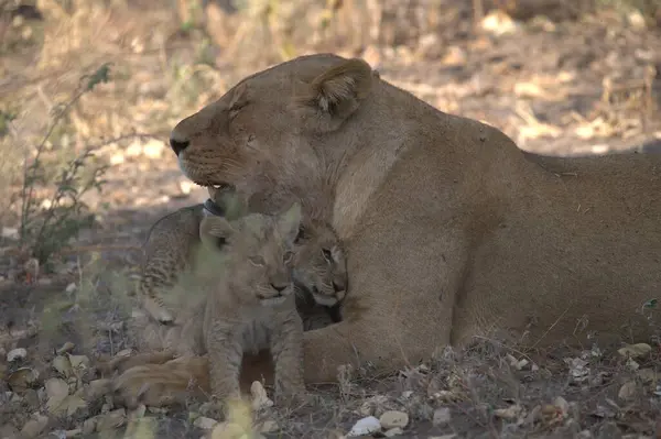 Aslan yavrusu çimlerin üzerinde