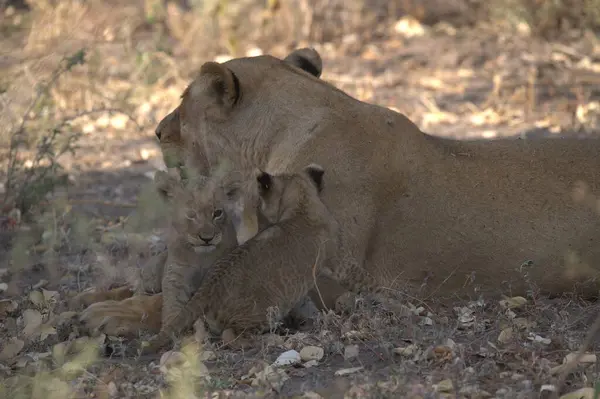 Güney Afrika 'daki Kruger Ulusal Parkı' nda aslan yavrusu.