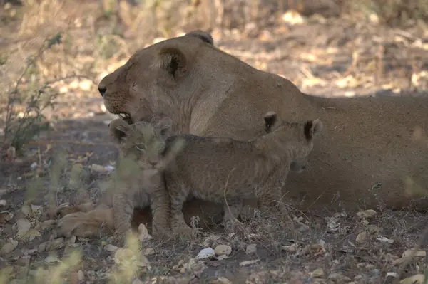 Çöldeki aslan ailesi. Afrika.