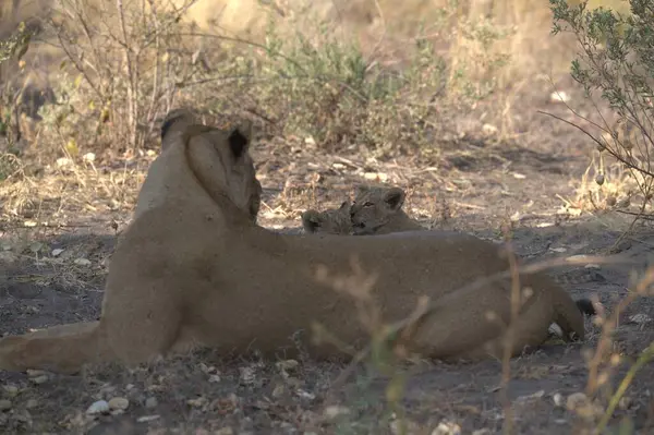 lion cub laying and resting on the ground in the grass.