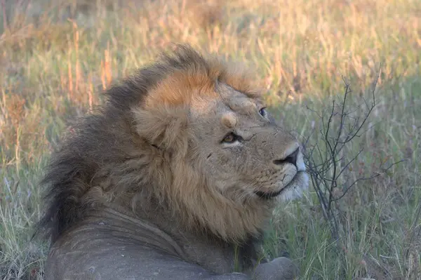 Afrika savanının doğasında Afrika aslan hayvanı, vahşi yaşam ve faunası.