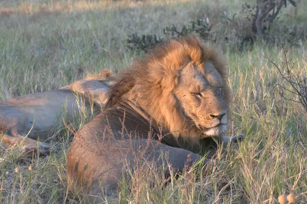 Afrika 'nın bozkırındaki aslan
