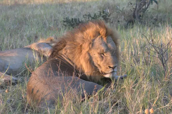 Kenya savanındaki erkek aslan.