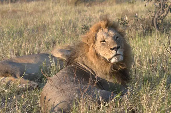 Kenya savanındaki aslan