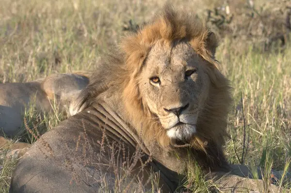 Kenya savanındaki aslan