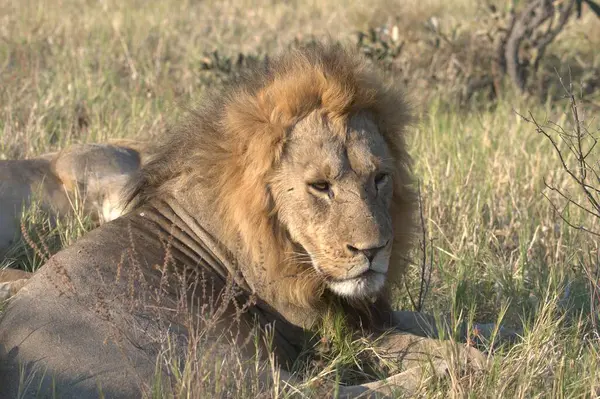 Kruger Ulusal Parkı 'ndaki Afrika aslanı.
