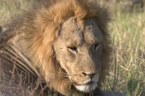 Kenya savanındaki aslan