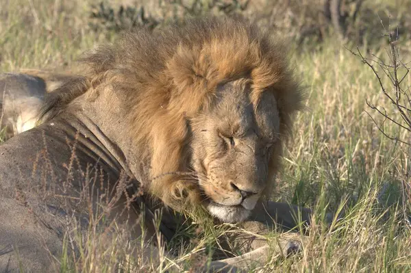 Kenya savanındaki aslan