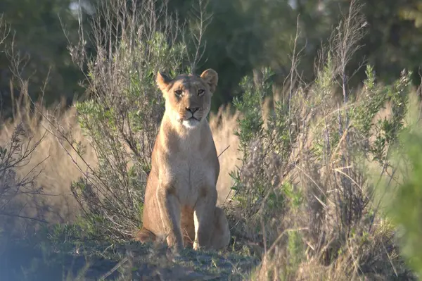 Vahşi doğada dişi bir aslan