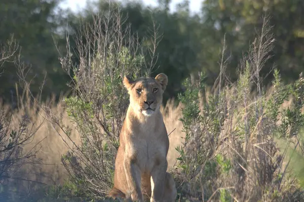 Kenya savanındaki aslan