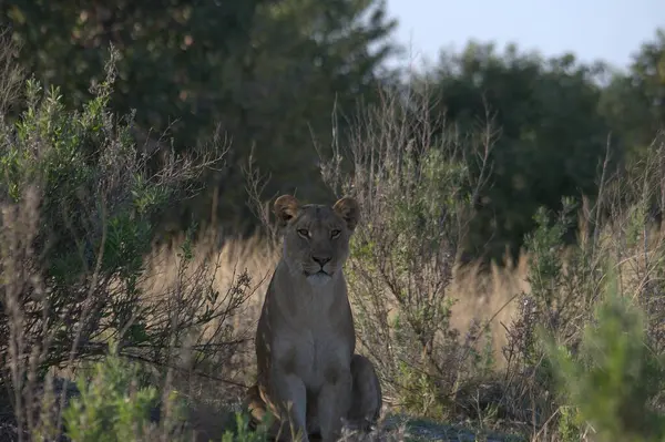Güney Afrika 'daki bozkırda uzun kahverengi kuyruklu dişi bir aslan.