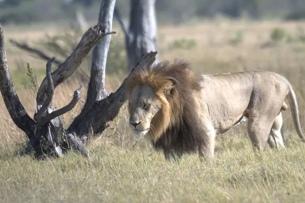 Kenya savanındaki aslan