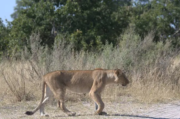 Aslan parkta yürüyor.