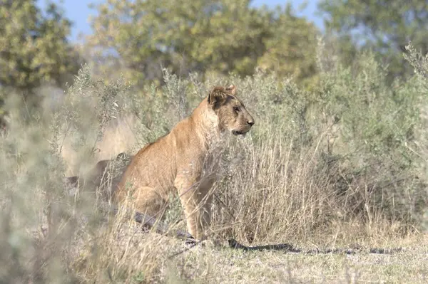 Afrika 'nın bozkırındaki aslan