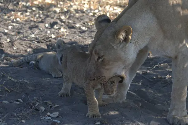 Anne ile oynarken aslan yavrusu