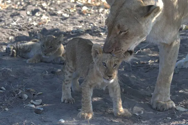 Hayvanat bahçesindeki genç aslanlar