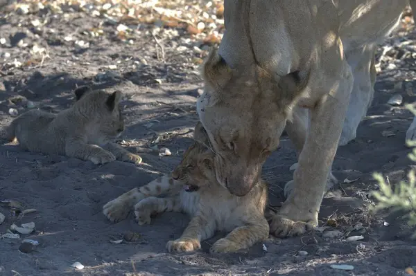 Çölde bebeği olan bir aslan.