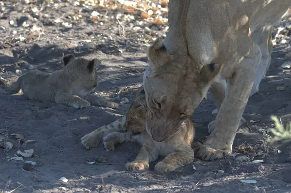 Genç bir aslan yavrusu ve bir aslanla anne.