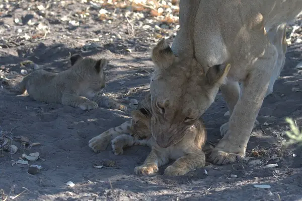 Yavru bir aslan yavrusu bebeğiyle oynuyor.
