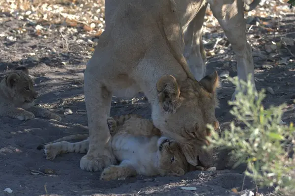 Aslan yavrusu yavru köpekle oynuyor.