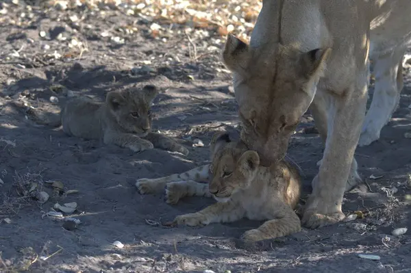 Bir aslan yavrusu, bebeğin annesiyle oynuyor..