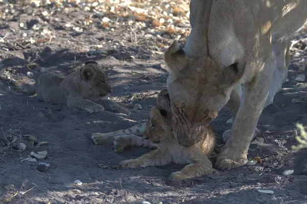 mother and baby lion cub playing with her baby