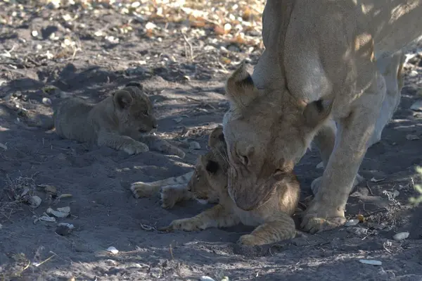 a lion cub playing with her mother in the zoo, namibia.
