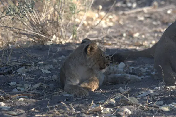 Yerde yatan aslan yavrusu