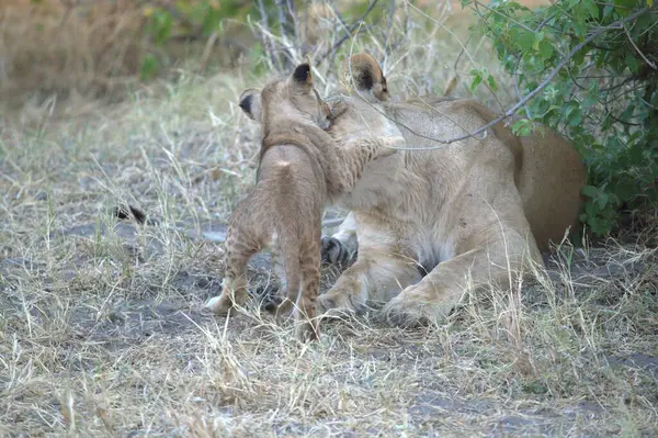 Güney Afrika 'daki Kruger Ulusal Parkı' nda aslan yavrusu ve annesi.