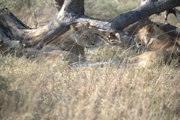 Ağaçta dinlenen bir aslan.