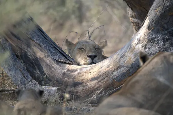 Aslan ağaçta dinleniyor.