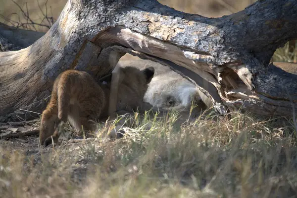 Çimlerde aslan yavruları