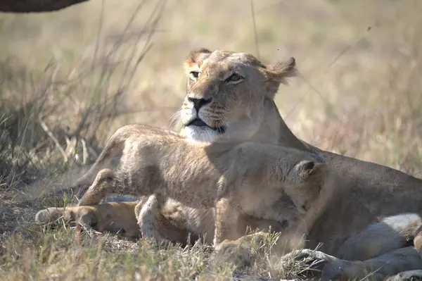 Kenya Ulusal Parkı 'nda aslan ailesi