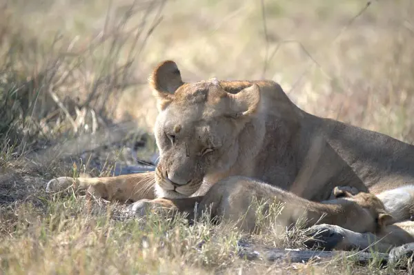 Güney Afrika 'daki Kruger Ulusal Parkı' nda kuru çimlerde yatan aslan yavrusu.