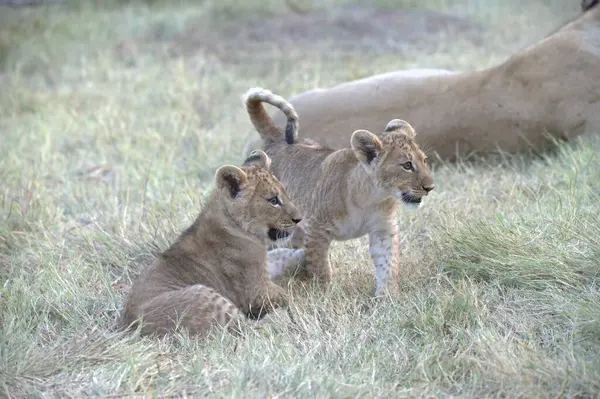 Dişi aslan çimenlerde oynuyor.