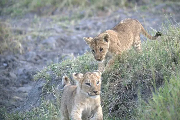 Çimenlerdeki aslan yavrusu