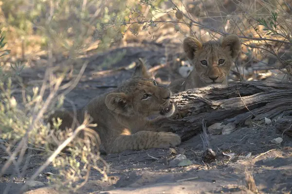 lion cub cub laying on ground in kruger national park, south africa