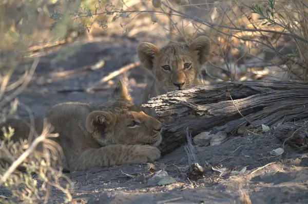 Güney Afrika 'daki Kruger Ulusal Parkı' nda aslan yavruları..
