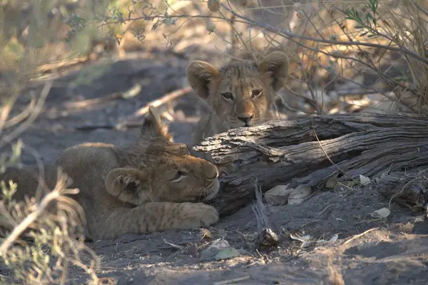 Çim döşeme aslan yavrusu.
