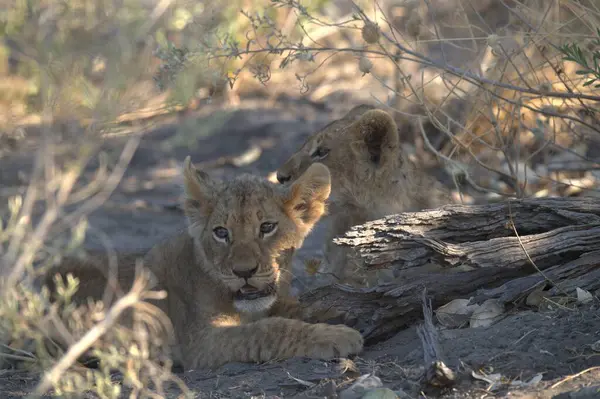 a closeup shot of a young lion cub in the dry grass