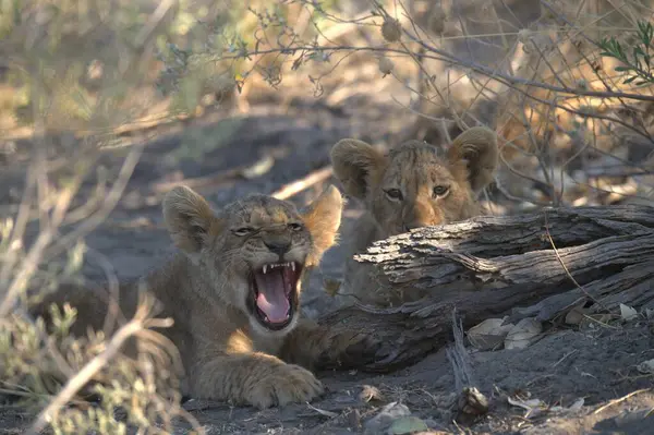 lion cubs in the kruger national park