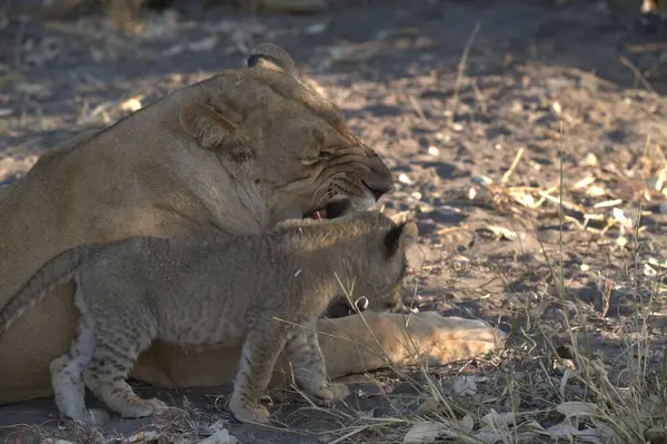 Kenya savanındaki aslan