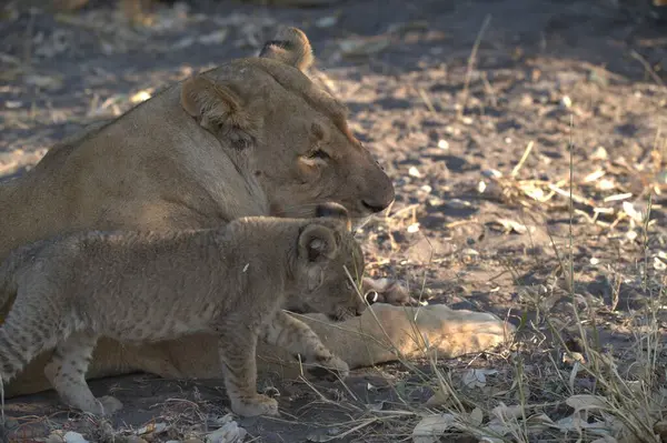 Yavrusu olan aslan ailesi