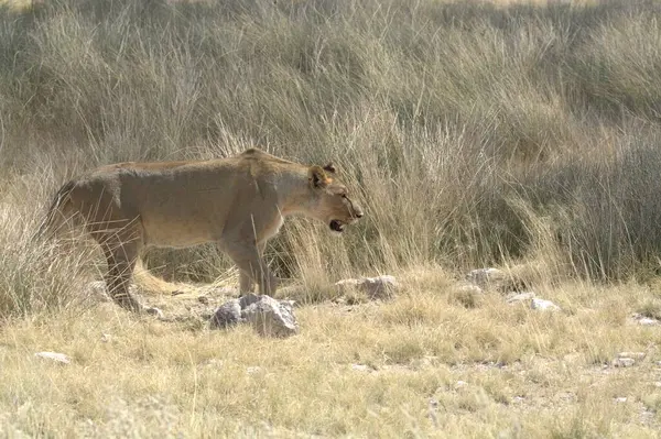 Erkek bir aslanın güzel bir görüntüsü. Çölde kurumuş bir şekilde. Arka planda güneş ışığı altında.