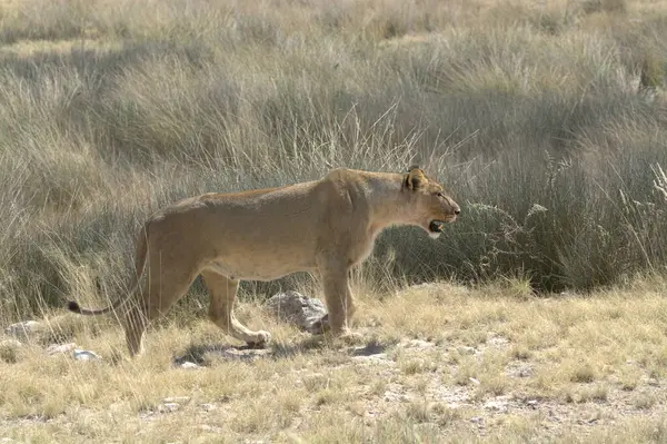 Çölde bir aslan
