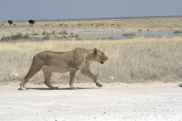 Afrika çölünde vahşi bir aslan