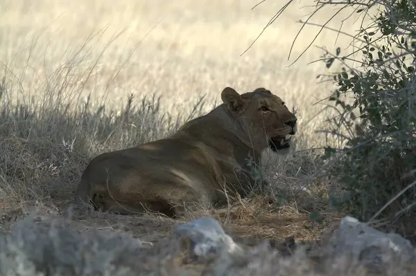 Kenya savanındaki aslan